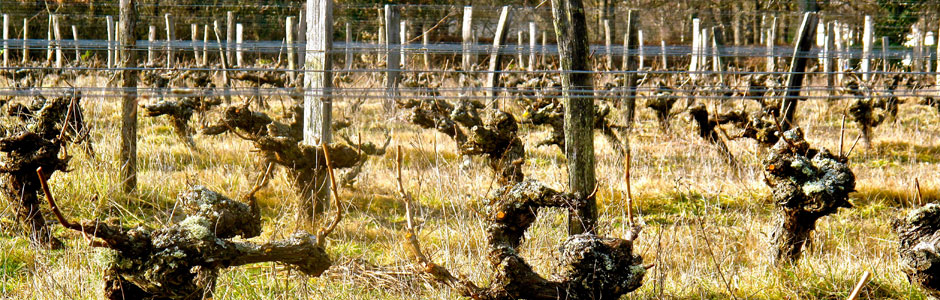 Galeria do Vinho 4