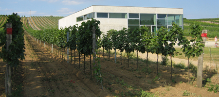 wein